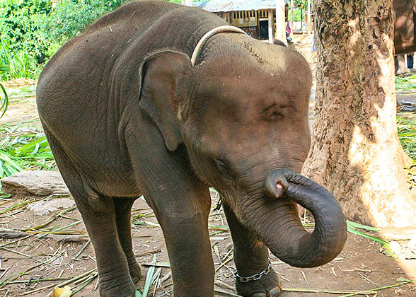 Elephant Nature Park, Chiang Mai