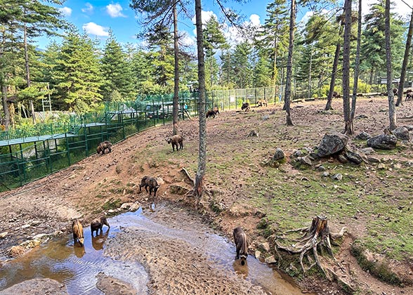 Royal Takin Preserve Motithang, Thimphu