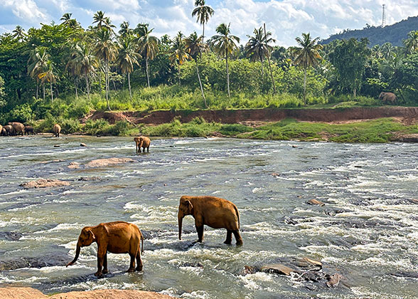 Elephants Taking a Bath in the River