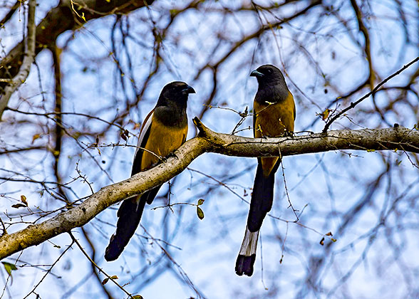 Bird Watching in Sri Lanka