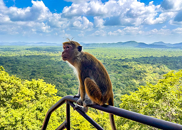 Macaque Monkey in Sri Lanka