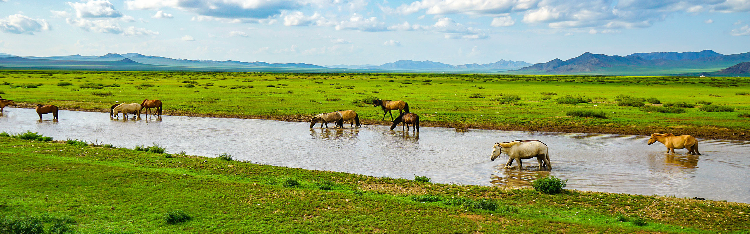 Mongolia grassland