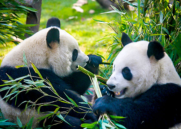 Giant Pandas in Beijing Zoo