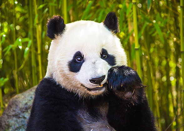 Giant Panda