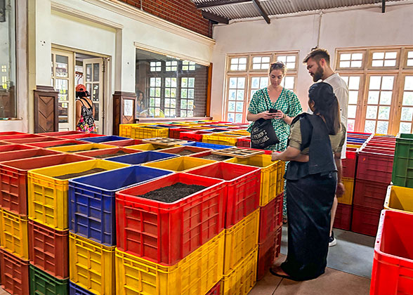 Tea plantation in Nuwara Eliya