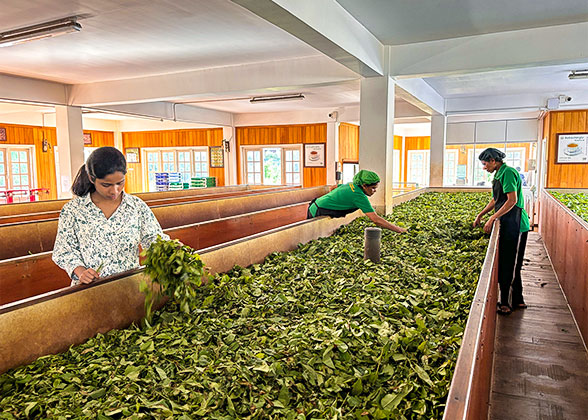 Tea Factory in Sri Lanka