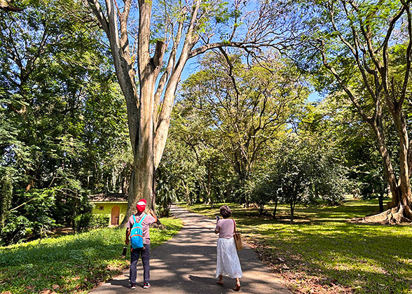 Royal Botanic Gardens, Kandy