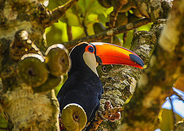 Brazilian toucan
