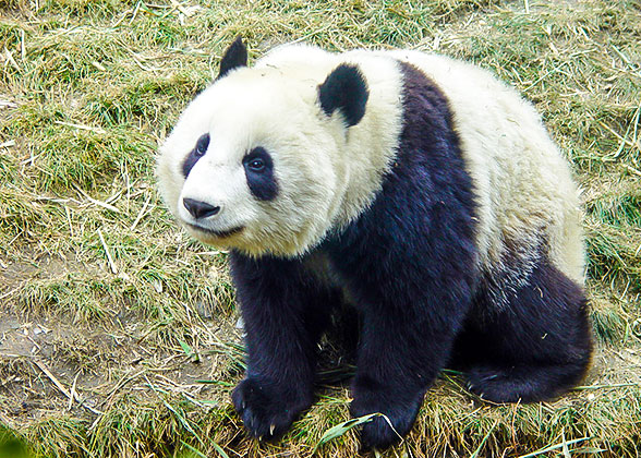 Cute Panda at the Beijing Zoo