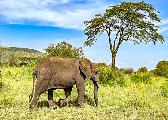 Ngorongoro Conservation Area