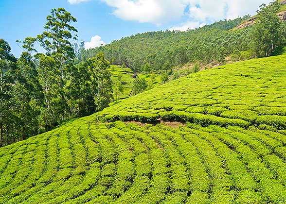 Cameron Highlands