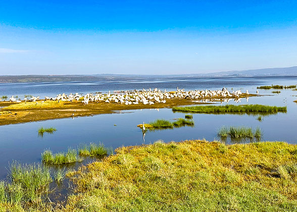 Birds in Lake Nakuru National Park