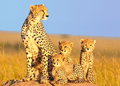Mother Leopard and Her Babies