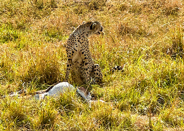 Cheetah in Kenya