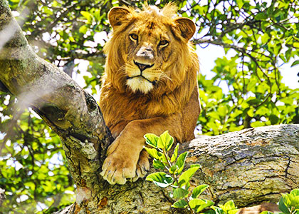 Lion in Uganda
