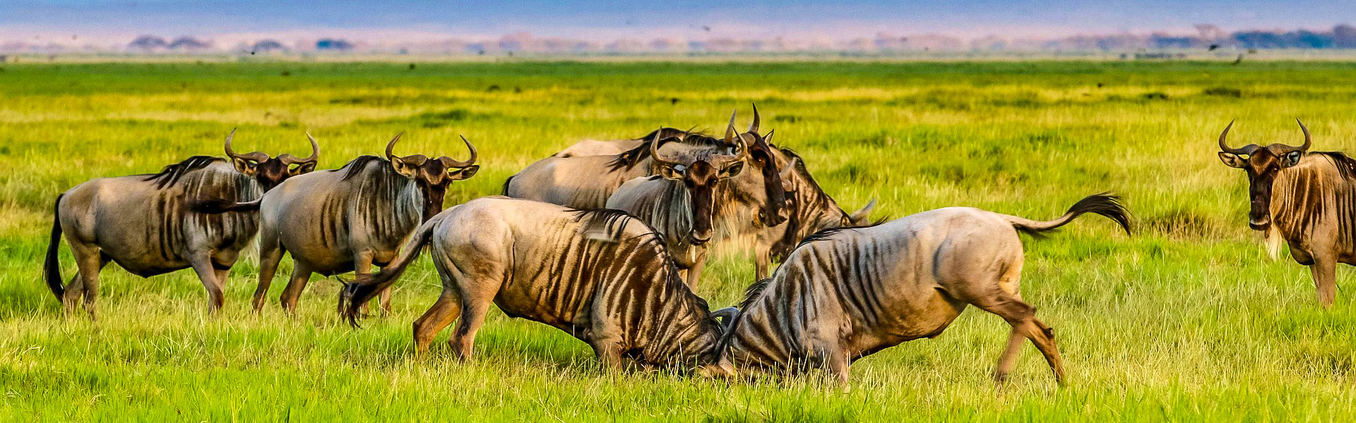 Wildebeests in Uganda