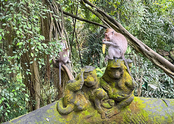 Sacred Monkey Forest Sanctuary