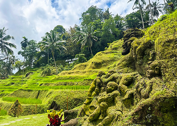 Tegalalang Rice Terraces