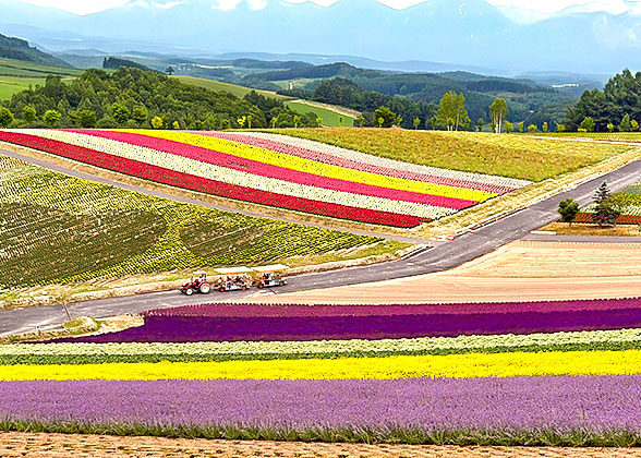 Shikisai Hill, Biei, Hokkaido