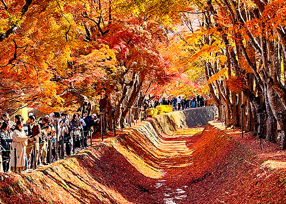 Autumn Maple in Japan