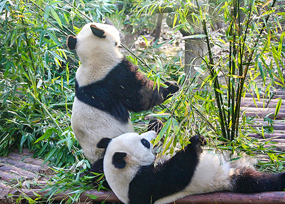 Cute Pandas in Chengdu