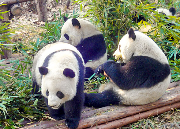 Pandas at the Chongqing Zoo