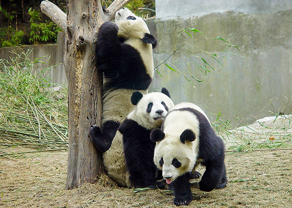 Pandas at the Chengdu Research Base