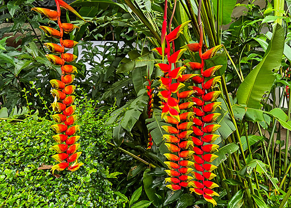 Xinglong Tropical Botanical Garden