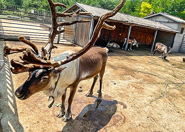 Cute Reindeer