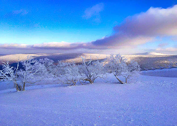 Snow Landscape