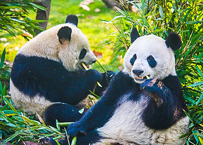 Giant pandas