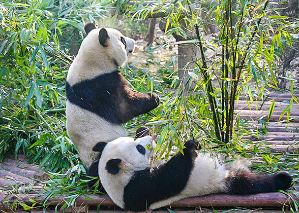 Giant Pandas in the Park