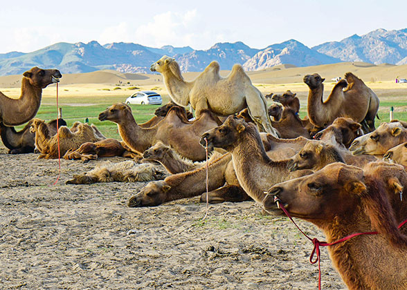 Bactrian Camels in Mongolia Bactrian Camels in Mongolia