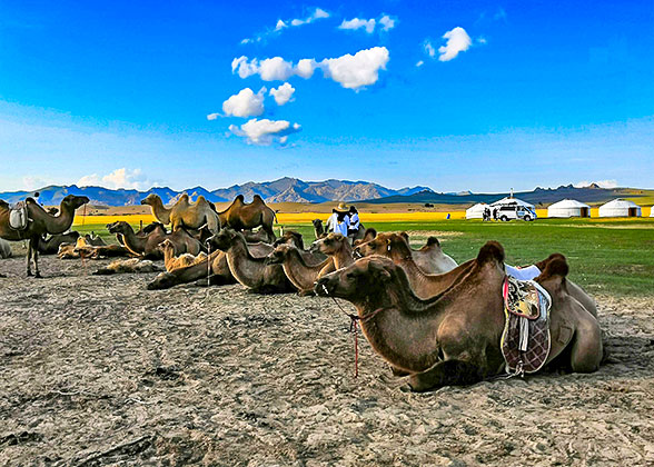 Bactrian Camels in Mongolia Bactrian Camels in Mongolia