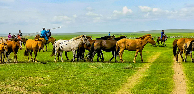 Mongolia grassland