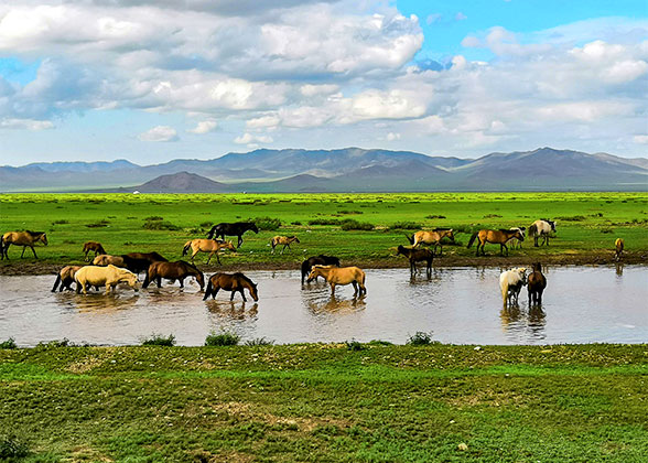 Mongolian Grassland Mongolian Grassland