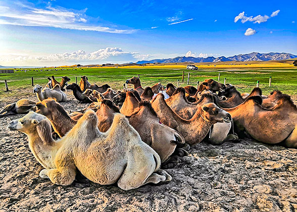 Bactrian Camels in Mongolia Bactrian Camels in Mongolia