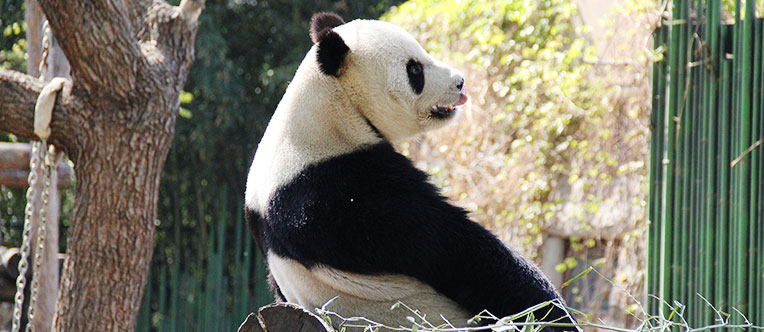 See the adorable pandas up close and learn about their habits