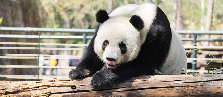 Have a close contact with the cute Giant Panda