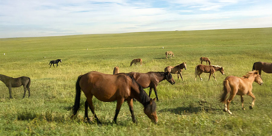 Hulunbuir Prairie, Inner Mongolia