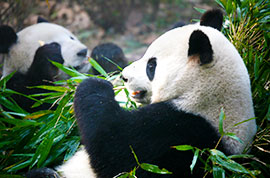 Giant panda