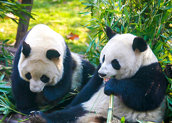 Giant pandas in Chengdu