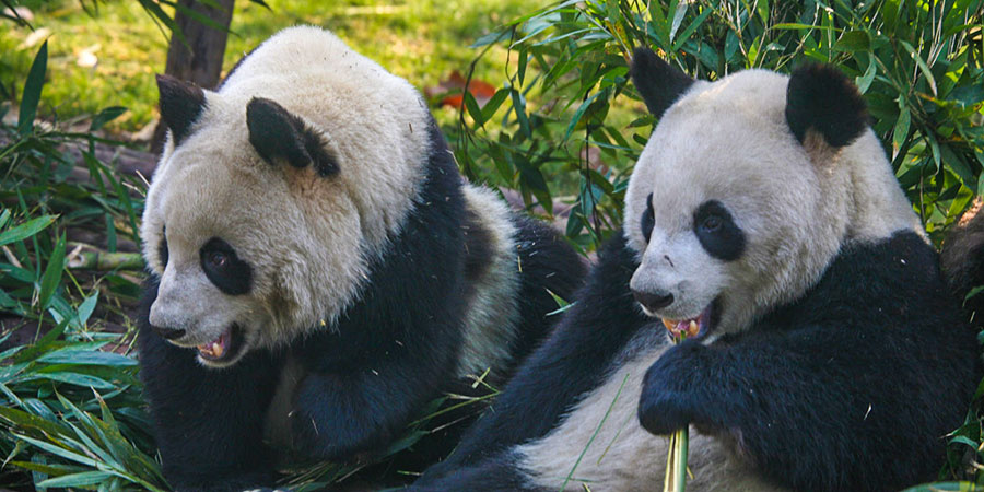 Panda, Chengdu