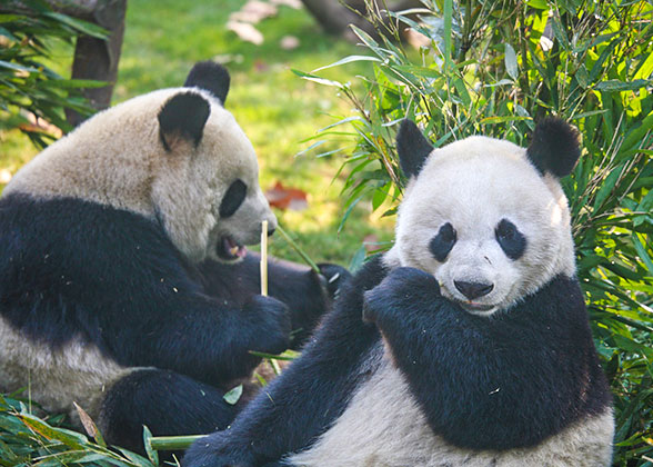 Panda, Chengdu