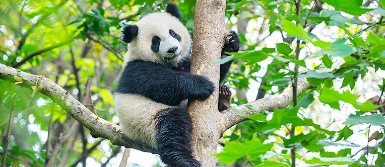 Have a close contact with the lovely pandas in real life