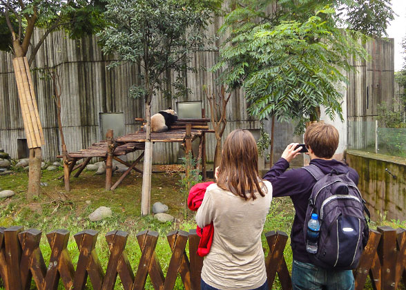 Tourists Watching Giant Pandas
