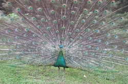 The peacocks at Chengdu Panda Base