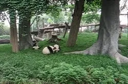The keeper is training the baby pandas