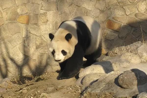 Giant Panda at Beijing Zoo