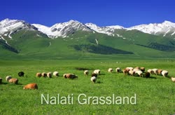 Nalati Grassland